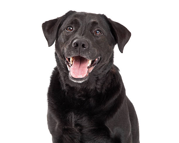 istock Happy Labrador Retriever Dog Head Shot 522094409