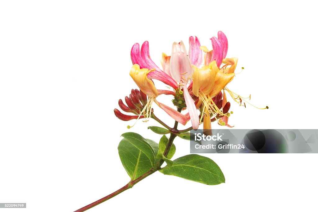 Honeysuckle Honeysuckle flower and leaves isolated against white Cut Out Stock Photo