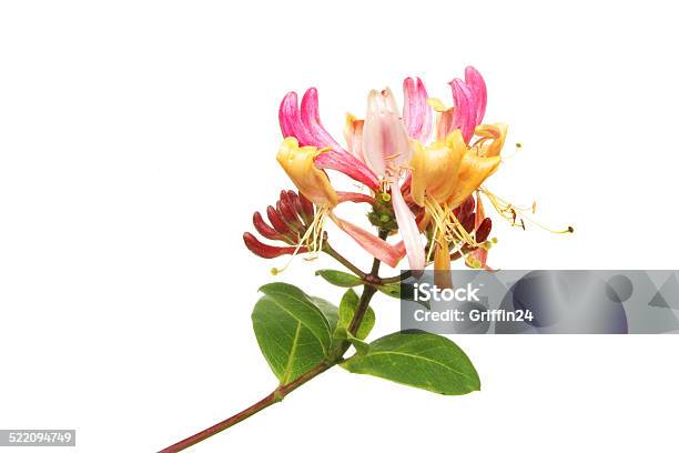 Honeysuckle Stock Photo - Download Image Now - Cut Out, Honeysuckle, Arrowwood