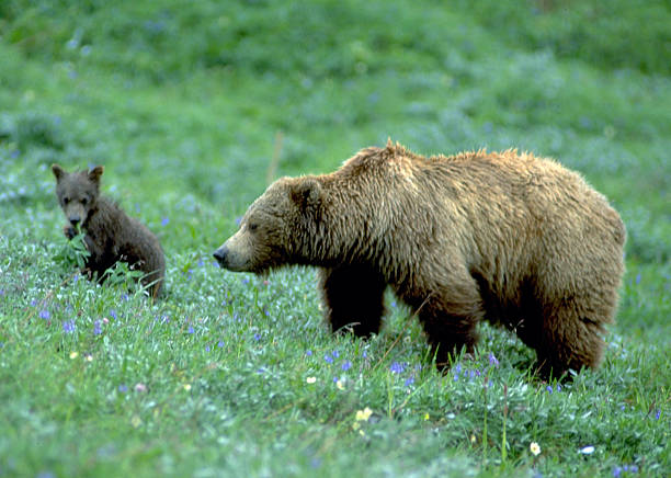 istock Grizzly Bear Sow Ursus arctos horribilis Denali NP with cub 522094877