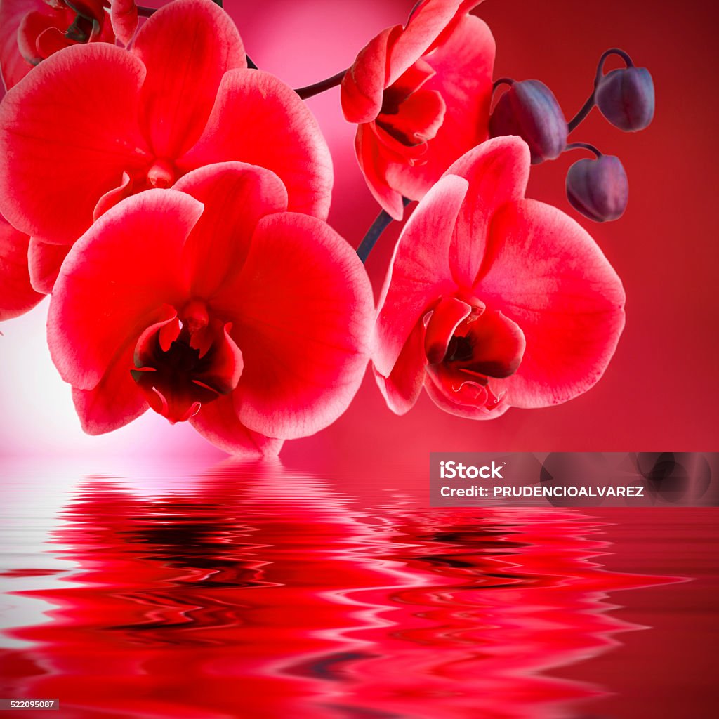 red orchids red orchids with background and water Aromatherapy Stock Photo