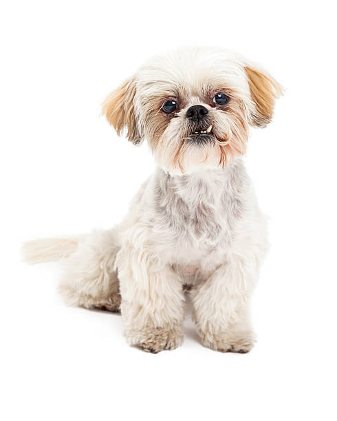 istock Curioius Maltese and Poodle Mix Dog Sitting 522095517