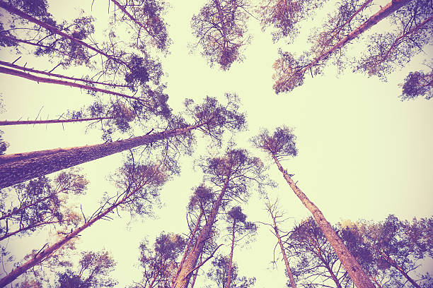 istock Looking up through autumn trees, retro filtered background. 522095627