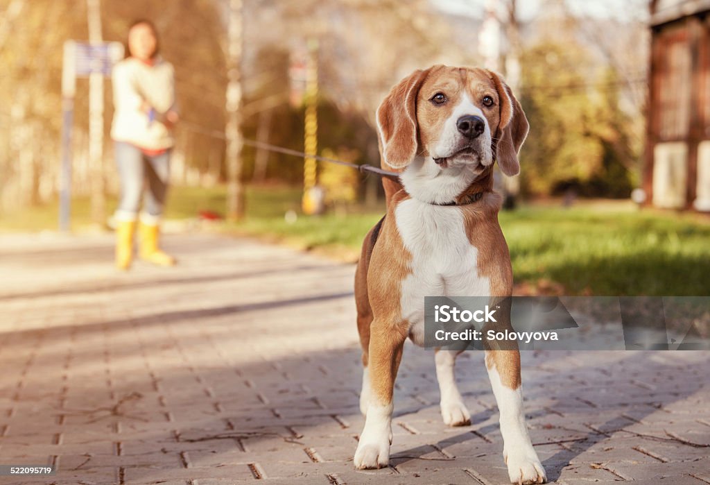 Beagle walk on long lead at the autumn park Animal Stock Photo