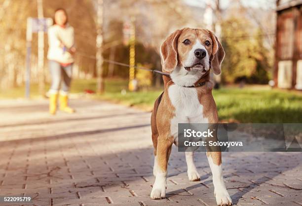 Beagle Walk On Long Lead At The Autumn Park Stock Photo - Download Image Now - Animal, Autumn, Beagle