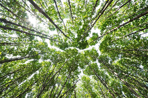 istock look up at mangrove forests 522095771
