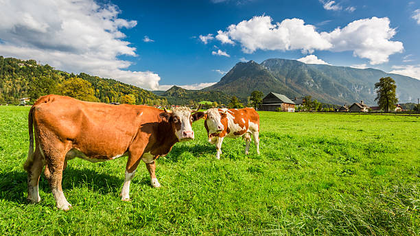 istock Cows on pasture in the Alps 522095949