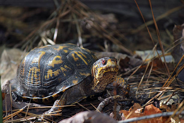 istock Side-view of Red-eyed Eastern Box Turtle 522096051