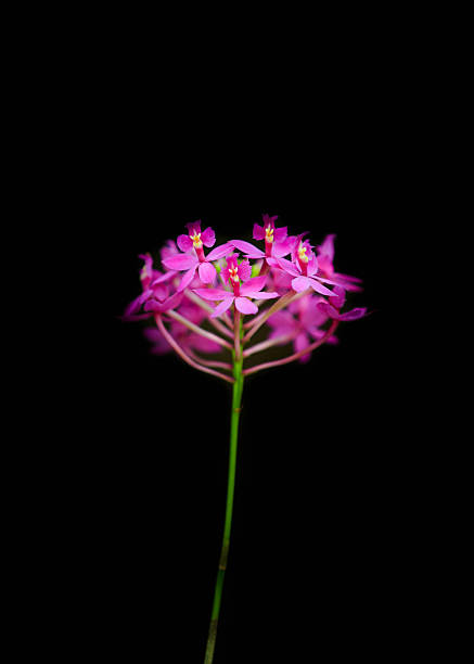 istock Flowers in black scene 522097847