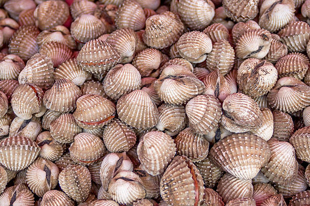 istock cockles for sale at a market 522099091