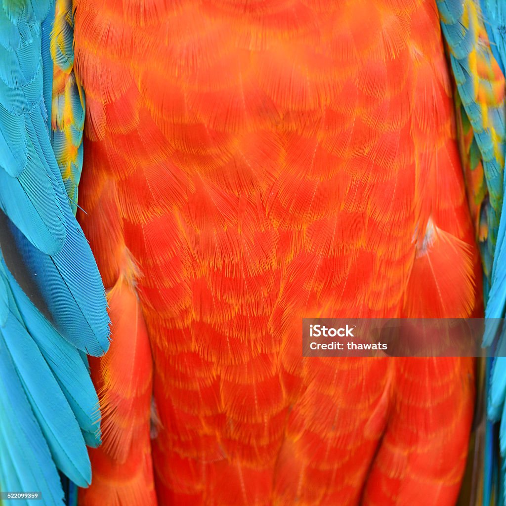 Harlequin Macaw feathers A beautiful bird Harlequin Macaw feathers, colorful background texture Abstract Stock Photo