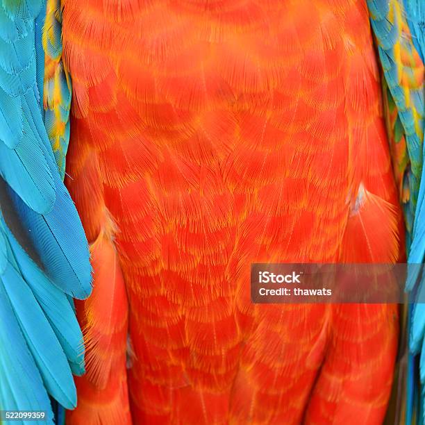 Harlequin Macaw Feathers Stock Photo - Download Image Now - Abstract, Animal, Animal Body Part
