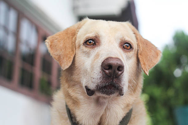 istock labrador retriever dog wait for his owner 522099767