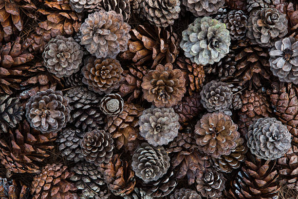 istock Grunge background of pine cones 522099919