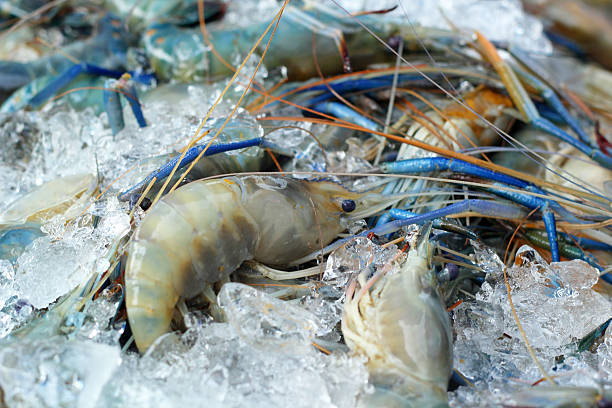 istock Fresh shrimp in the market 522110179