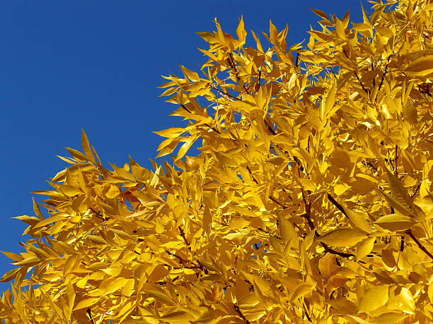 vegetação dourada - autumn sky blue treetop - fotografias e filmes do acervo