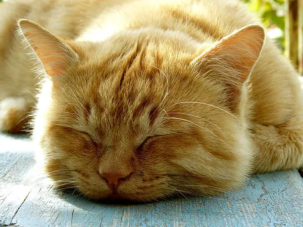 Photo of sleeping cat