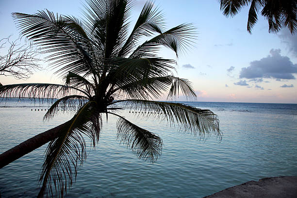 istock Coconut tree and sunset in the Maldives 522111495