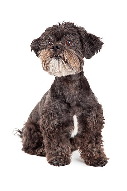 istock Inquisitive Mixed Breed Small Dog Sitting 522111739