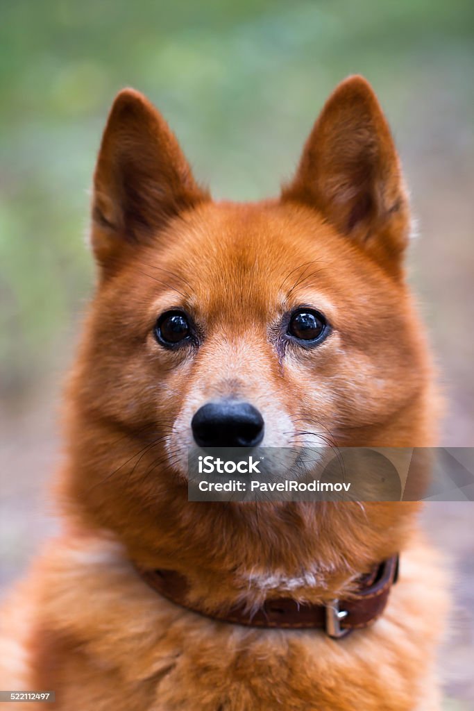 Portrait of a hunting dog Hunting dog on the open air. Animal Stock Photo