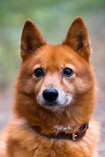 Portrait of a hunting dog Hunting dog on the open air. finnish spitz stock pictures, royalty-free photos & images