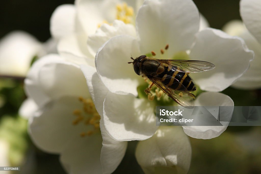 Bee on  flower Bee on the white flower Beauty In Nature Stock Photo