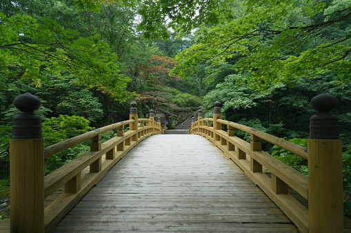 Atmospheric wooden bridge in traditional Japanese garden in lush green forest of maple trees, Kyoto, Japan