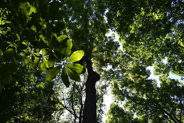 istock chestnut leaves in the sun 522113439