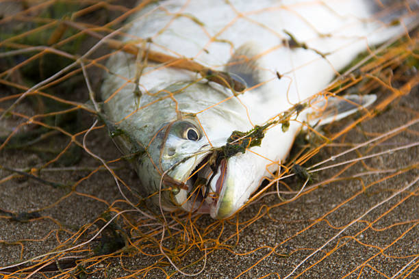 istock Fish in a fishing nets 522114015