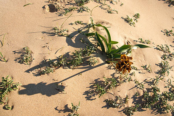 Yellow flowers on the sand, Simos beach, Elafonisos, Greece