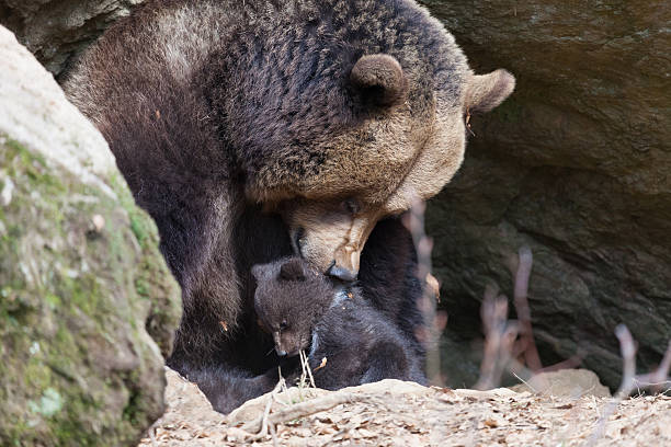 istock Bear  mother and child 522115601
