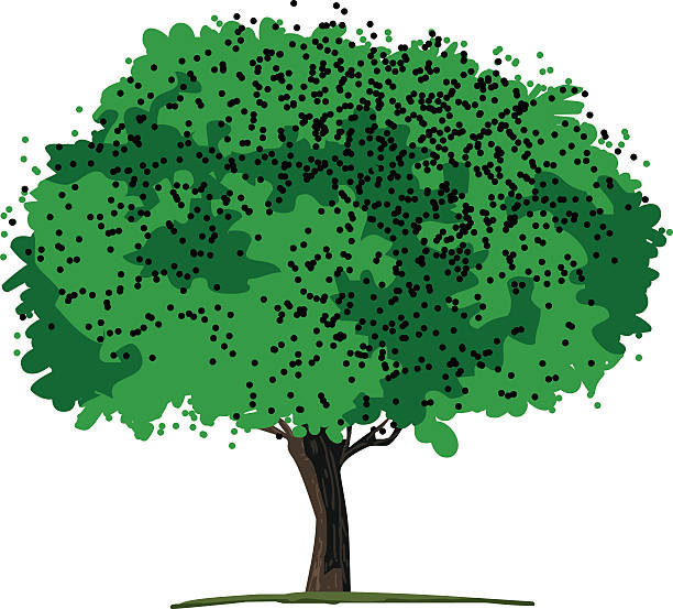 Oak Tree vector art illustration