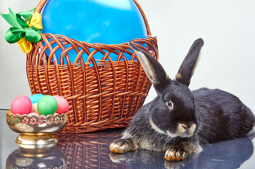On a light background rabbit lies near vase with Easter eggs