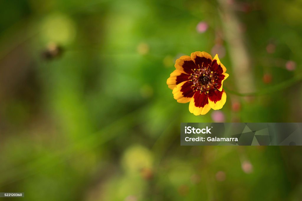 Flower - Dawn is coming II Made on a magical and dream island for photography, place of natural beauty that we should preserve, we have this fine example shot in the middle of the Atlantic, in Terra Nostra Park, on the Green and magic Island of São Miguel, Azores. Agricultural Field Stock Photo