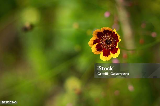 Flower Dawn Is Coming Ii Stock Photo - Download Image Now - Agricultural Field, Atlantic Islands, Atlantic Ocean