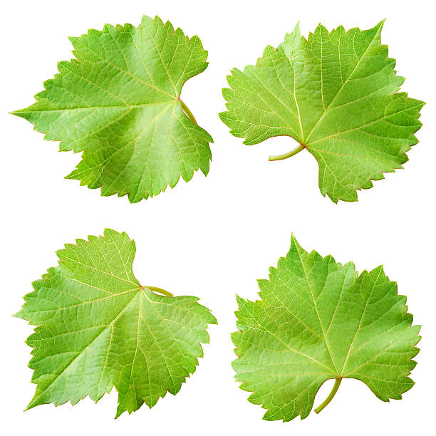 weinblätter, isoliert auf weiß.  - kollektion - grape leaf stock-fotos und bilder
