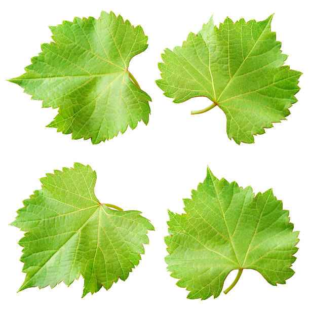 виноград листья изолирован на белом. коллекция - grape leaf стоковые фото и изображения