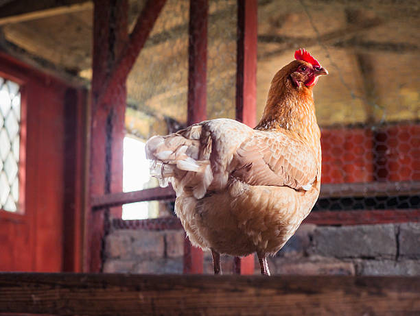 Hen in a rustic country chicken-coop A single chicken, standing on a perch in a rustic hen-house. rhode island red chicken stock pictures, royalty-free photos & images