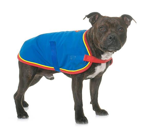 istock stafforshire bull terrier and coat 522124410