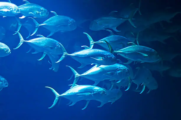 Photo of Shoal of fish