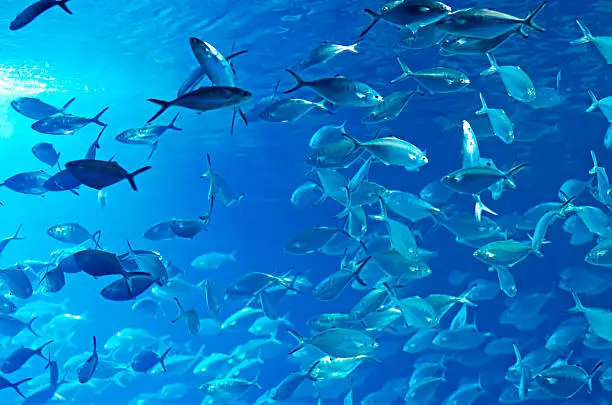 Photo of Shoal of fish