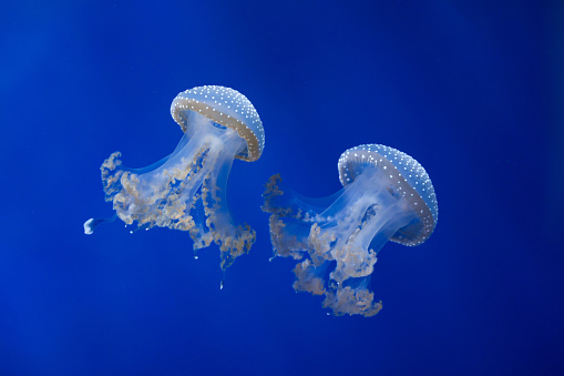 White-spotted jellyfish (Phyllorhiza punctata), also known as the Australian spotted jellyfish. Wild life animal.