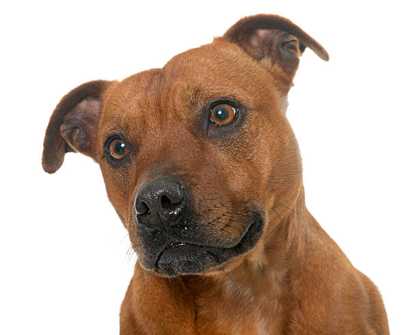 istock stafforshire bull terrier 522125260