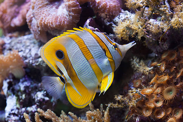 pez mariposa copperband (chelmon rostratus). - copperband butterflyfish fotografías e imágenes de stock