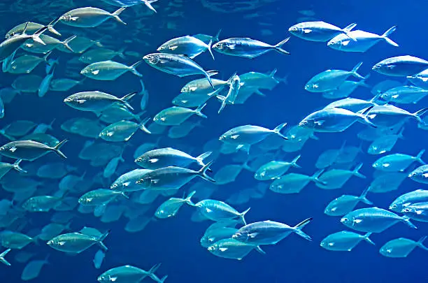 Photo of Shoal of fish