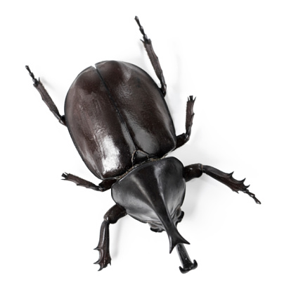 Closeup side view of a rhinoceros beetle