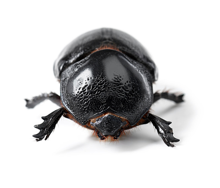 Closeup of a rhinoceros beetle