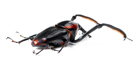 Closeup shot of beetle