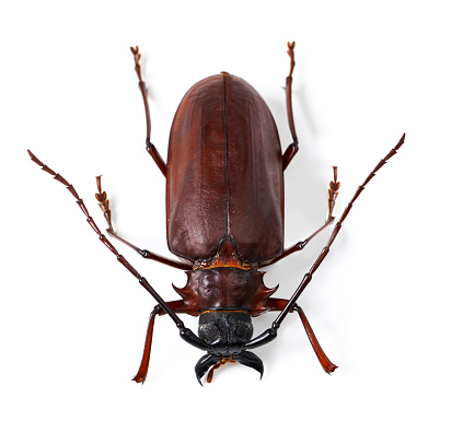 Studio shot of a brown anthropod isolated on white