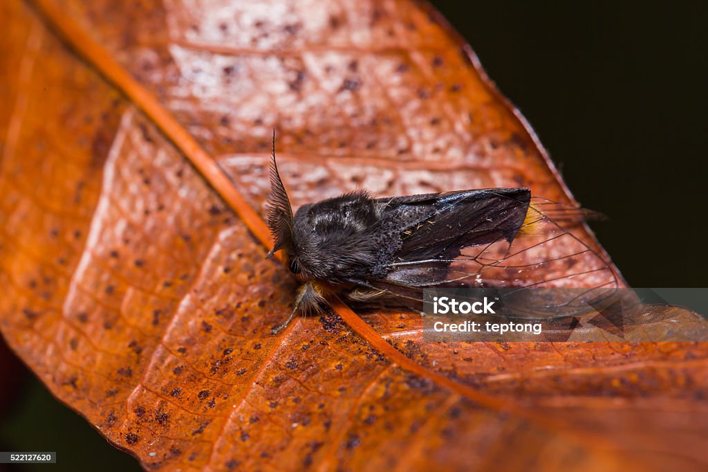 Clearwing Tussock moth on dried leaf Close up of Clearwing Tussock moth (Perina nuda) on dried leaf in nature, flash fired Animal Stock Photo